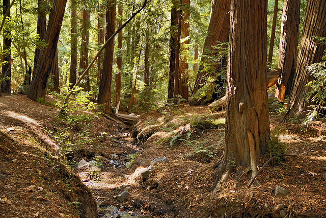 In the Redwood Forest, Take 5 – Pfeiffer Big Sur State Park, Monterey County, California