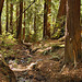 In the Redwood Forest, Take 5 – Pfeiffer Big Sur State Park, Monterey County, California