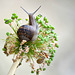 These Snails !!!!!!