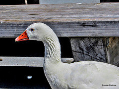 Goose at Lake Rotorua.