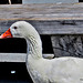 Goose at Lake Rotorua.
