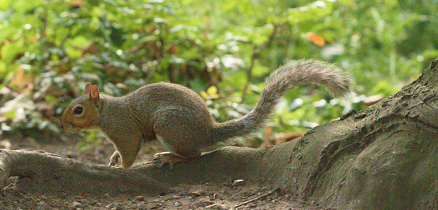 SquirrelEF7A0716