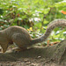 SquirrelEF7A0716