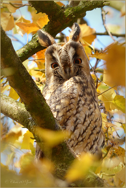 Long-eared Owl ~ Ransuil (Asio otus), 2...