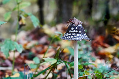 Eine elegante Pilz-Schönheit - An elegant mushroom beauty - PiP