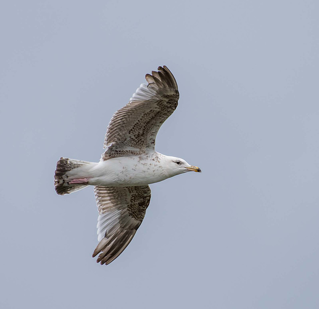 Gull in flight (5)