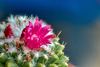 Macro Cactus Flower