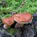 Honey mushrooms / Armillaria millea