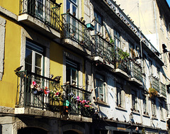 Pigeons on Lisbon's old facades
