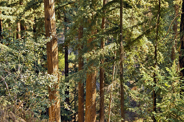 In the Redwood Forest, Take 6 – Pfeiffer Big Sur State Park, Monterey County, California