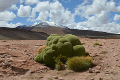 Bolivian Altiplano, Yareta (Azorella Compacta) on the Lava Fields of Ollagüe