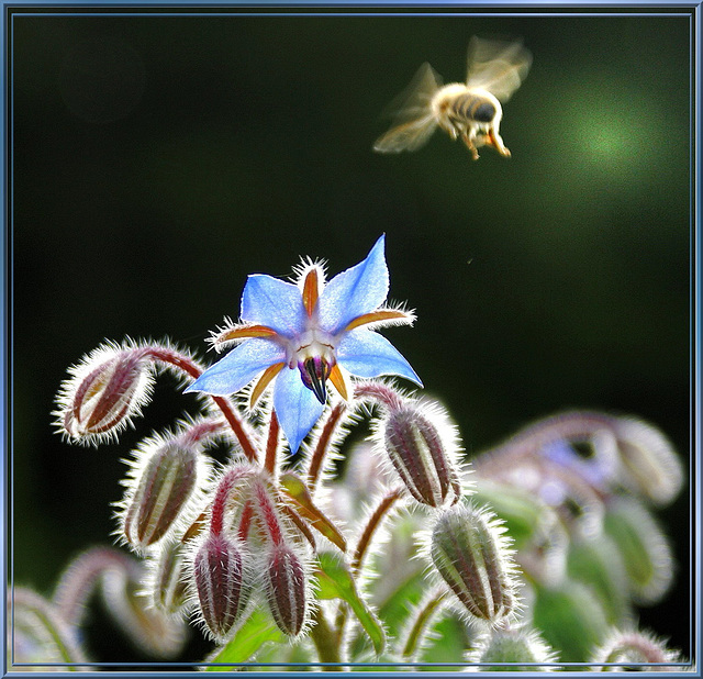 Biene zielt auf Borretsch... ©UdoSm