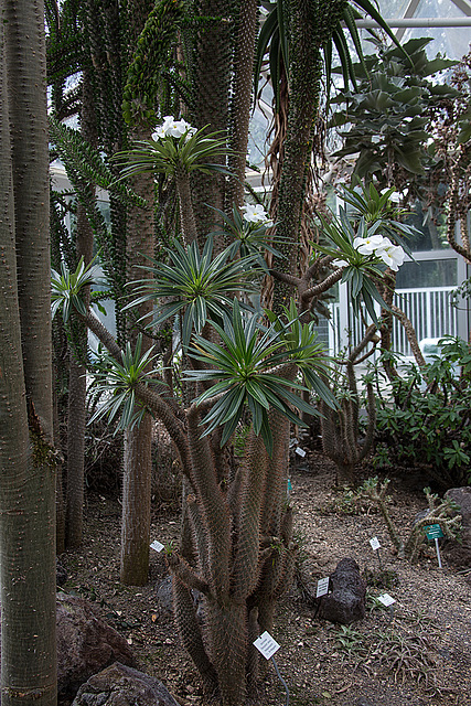 20140801 4621VRAw [D~E] Madagaskarpalme (Pachypodium lamerei), Gruga-Park, Essen