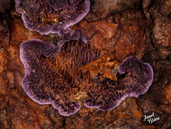 175/366: How Rare! Beautiful Purple Shelf Fungus (+1 fuzzy baby picture)