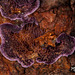 175/366: How Rare! Beautiful Purple Shelf Fungus (+1 fuzzy baby picture)