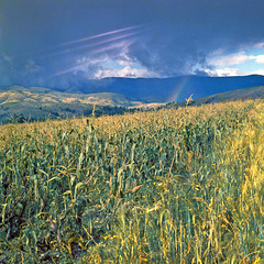 Rainbow in the field. Huancayo - Perú