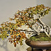 Bonsai Privet – United States National Arboretum, Washington, DC