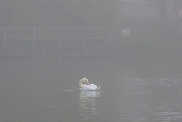 Swan Lake In The Autumn Mist  Oct 2016