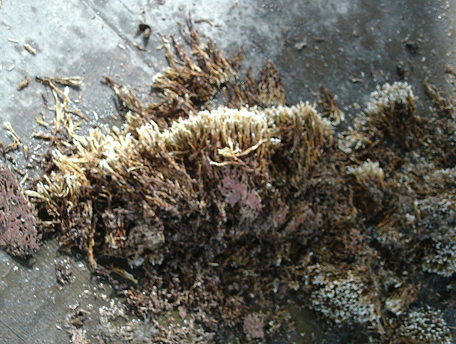 oaw - tube worm