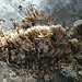 oaw - tube worm