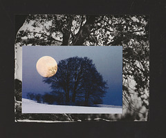 moon with treescape