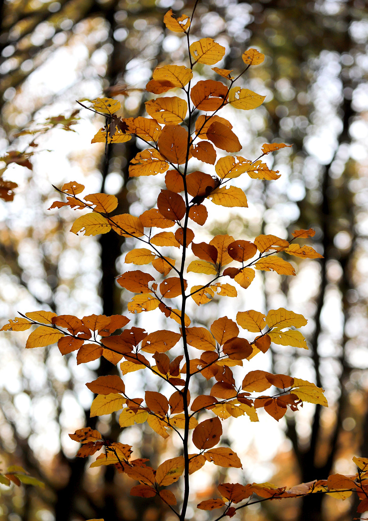 Couleurs d'automne 2019 49458638.0402c40e.1024
