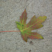 10/50 maple leaf, feuille d'érable