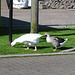 oaw - whitehaven geese