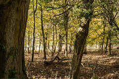 Woods Near Bowden Park