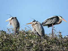 Day 3, nesting Great Blue Herons, Rockport rookery