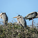 Day 3, nesting Great Blue Herons, Rockport rookery