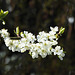 Plumb tree blossom