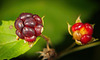 Die roten Früchte in der Natur :))  The red fruits in nature :))  Les fruits rouges dans la nature :))