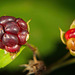 Die roten Früchte in der Natur :))  The red fruits in nature :))  Les fruits rouges dans la nature :))