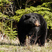 Black Bear from last spring