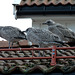 A Trio of Young Gulls