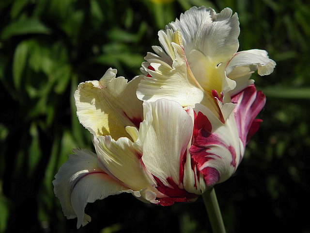 Tulipo