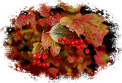 #16 Autumn Berries