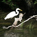 grande aigrette/great white egret