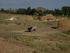 Farming scene on the outskirts of Axum near the Palace ruins