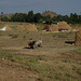 Farming scene on the outskirts of Axum near the Palace ruins
