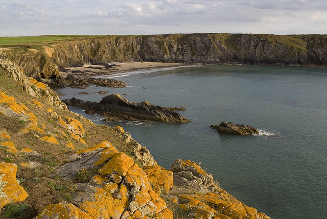 Lichen at Traeth Llyfn in the late afternoon sun