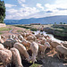 Sheep crossing - Huancayo- Perú