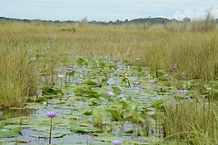 Uganda, The Wetlands of Mabamba
