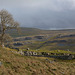 The beauty of the Dales