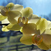 Orchidee (Phalaenopsis) in ihrer Pracht