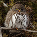 Tiny, bright-eyed Northern Pygmy-owl