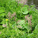 Butterbur (Petasites hybridus) on the Staffs and Worcs Canal