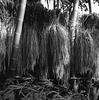 Rice hung up to dry in bamboo grove