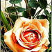 Rose with young Eucalyptus leaves. ©UdoSm